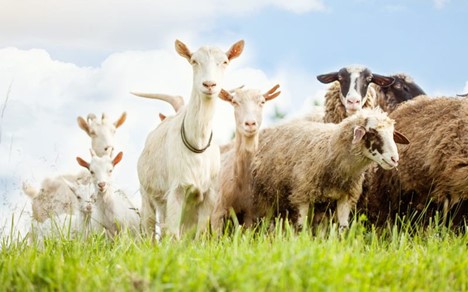 Daya Tahan Tubuh Meningkat dengan Konsumsi Daging Domba