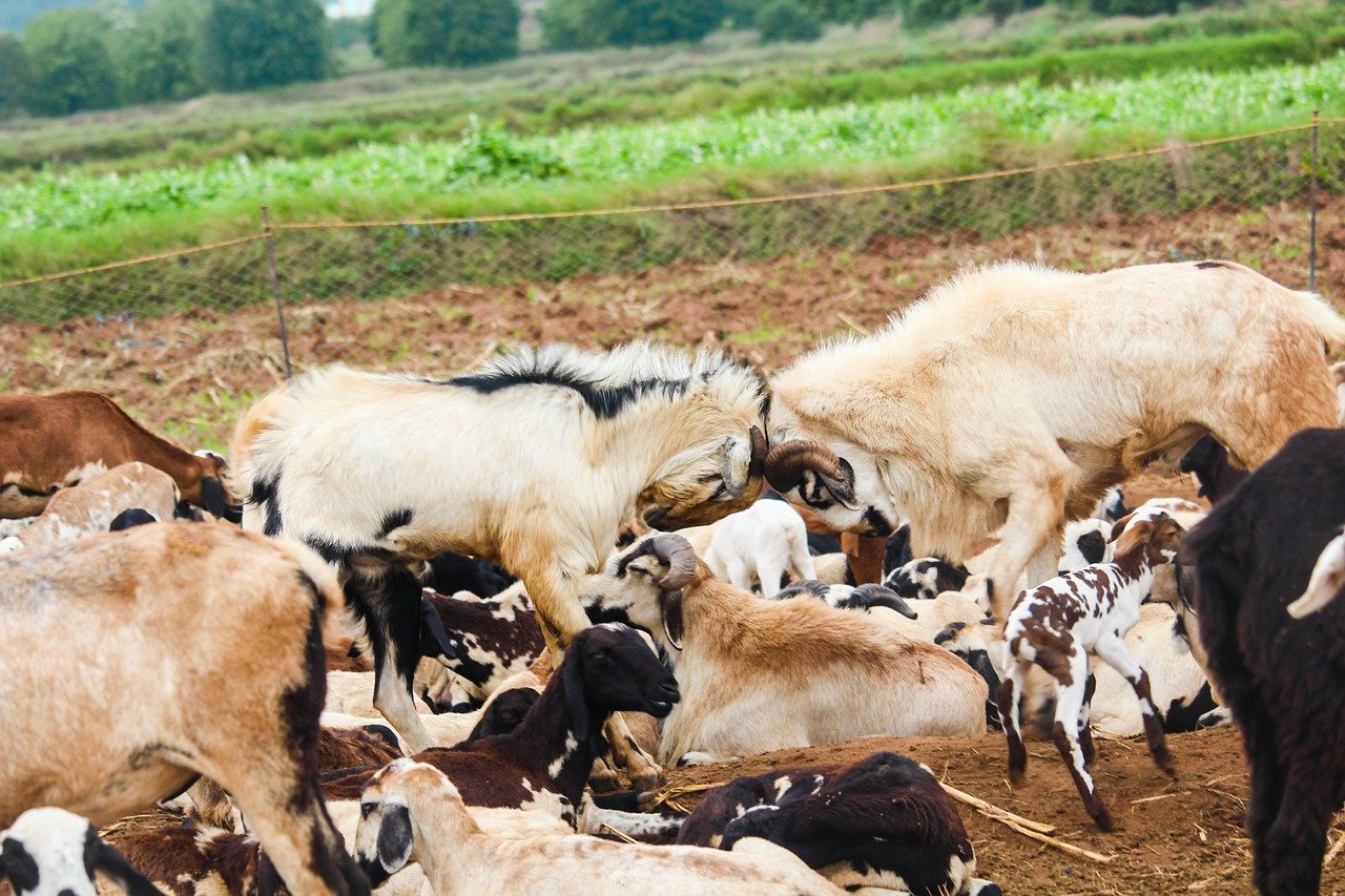 Aqiqah Cimahi Terbaik dengan Paket Lengkap, Harga Hemat, Halal