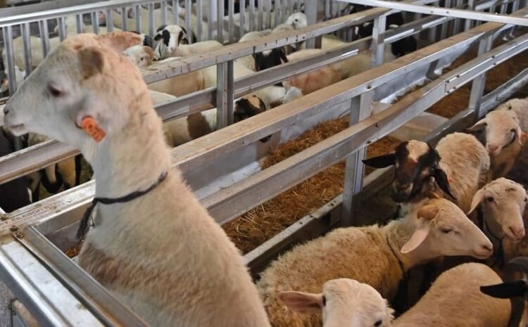  Kenapa Domba atau Kambing Aqiqah Tidak Boleh Cacat?