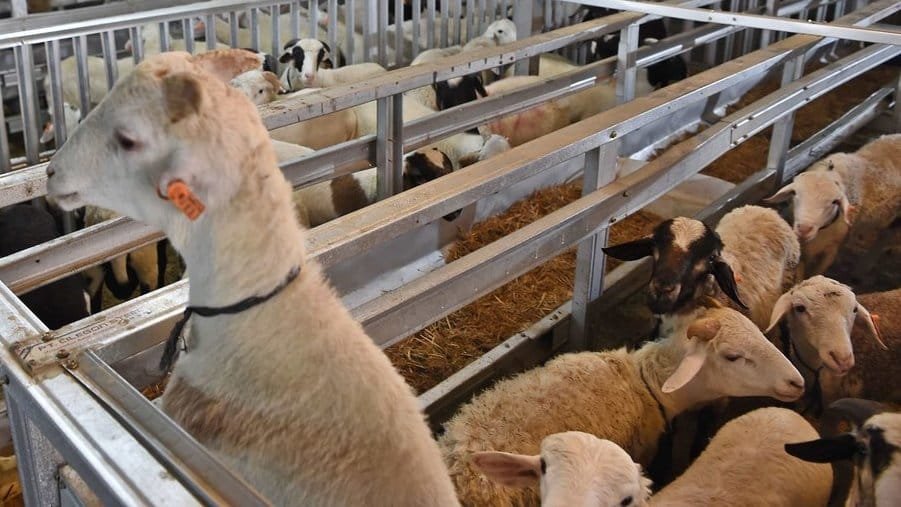 Syarat Kambing atau Domba untuk Aqiqah: Kondisi Fisik hingga Usia