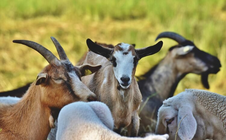  Aqiqah Bandung Pelayanan Terbaik dengan Kambing Sehat