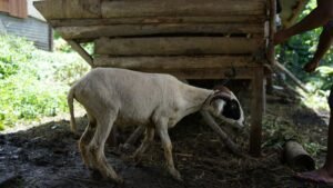 Aqiqah Bandung Kambing Sehat dan Berkualitas