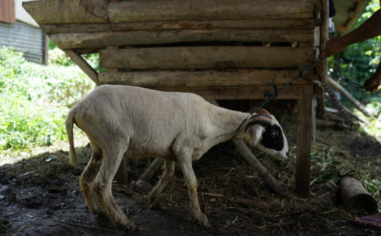  Aqiqah Bandung Kambing Sehat dan Berkualitas