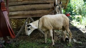 7 Rekomendasi Aqiqah Bandung Terbaik untuk Momen Istimewa Keluarga