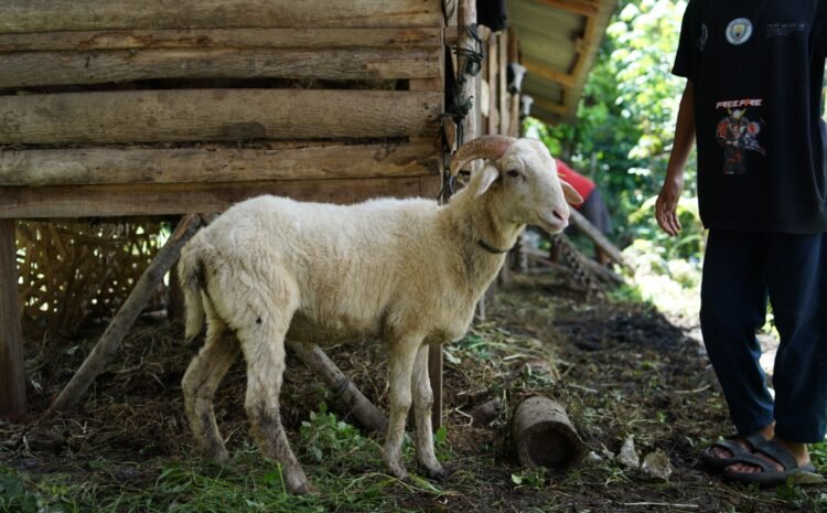  Aqiqah Cileunyi Bandung Jawa Barat